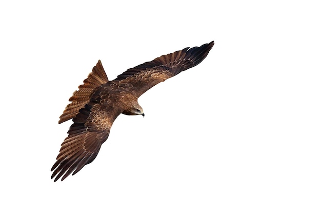 Birds of prey Black kite Milvus migrans flying isolated on a white background