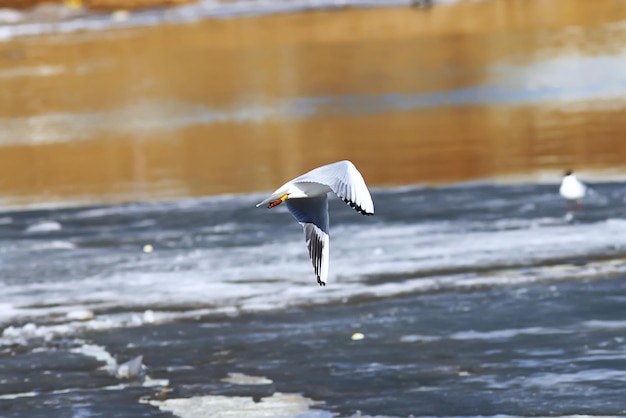 Birds on the river bank