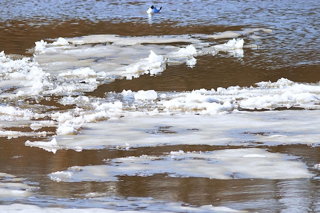 Birds on the river bank