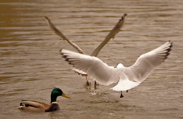 Foto uccelli nel fiume