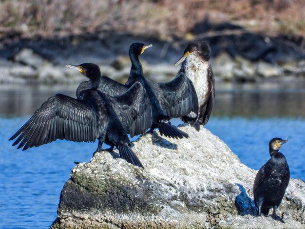 Birds on rock