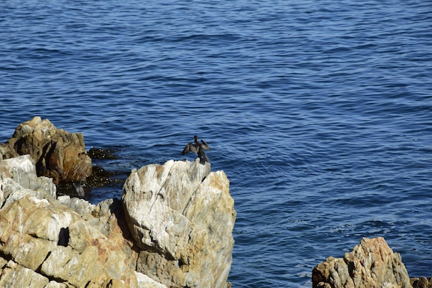Birds on the rocks near the ocean coast city valparaiso chili
