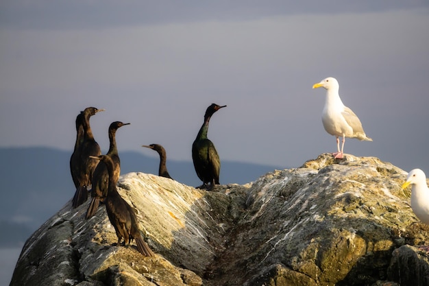 Birds on a rocky island on a Pacific Ocean West Coast