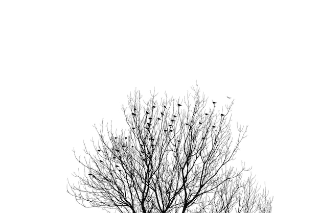 Birds roosting in barren tree