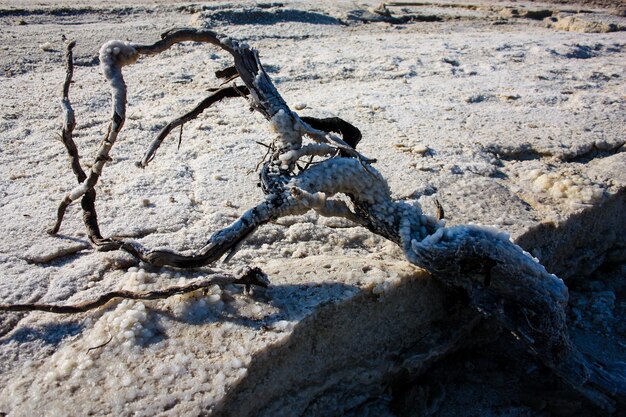 Foto uccelli sulla sabbia sulla spiaggia