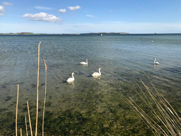 Foto uccelli in mare contro il cielo