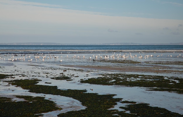 Birds of sea against sky