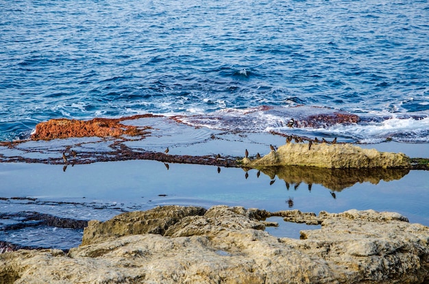 Birds and the sea Birds on the rocky shore Beirut marina