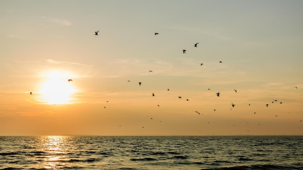 Birds over the sea at sunset