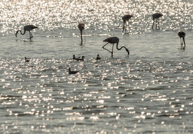 Photo birds in sea