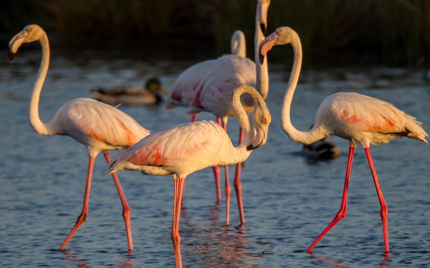 Foto gli uccelli nel mare