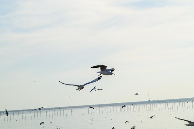 Birds, seagulls, flying, accommodation, resorts, Bang Pu, Samut Prakan, Thailand