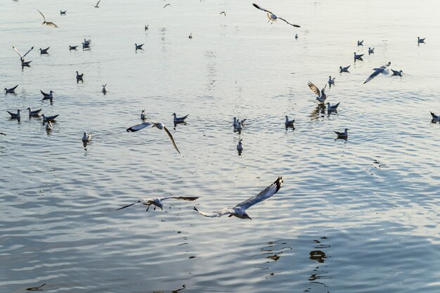 Birds, seagulls, flying, accommodation, resorts, Bang Pu, Samut Prakan, Thailand