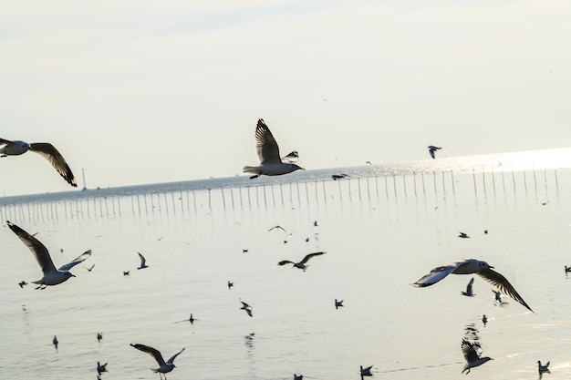 Birds, seagulls, flying, accommodation, resorts, Bang Pu, Samut Prakan, Thailand