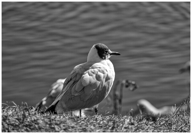 Photo birds on shore