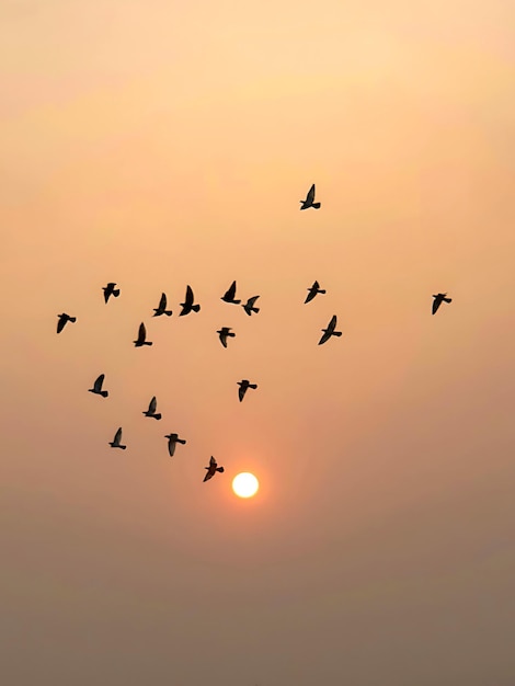 Birds Silhouette