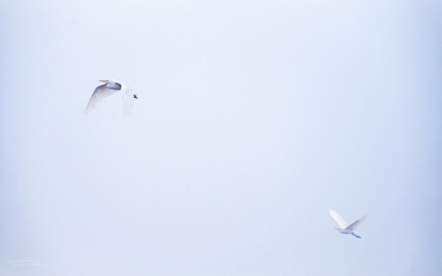 Photo birds in a simplicity frame