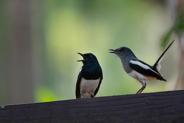 Foto gli uccelli che cantano appoggiati al muro