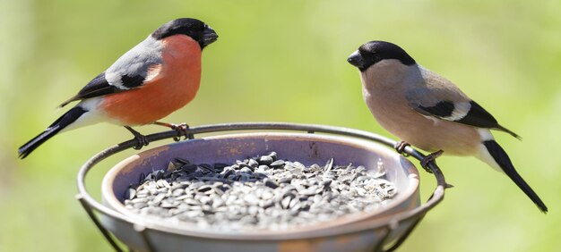 Birds sitting on bird feeder The common bullfinch