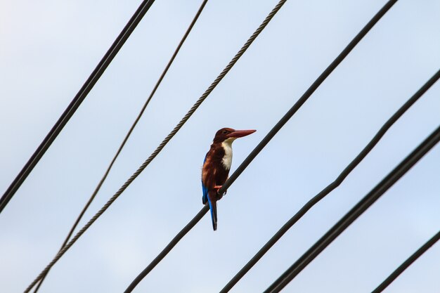 Birds sitting on power lines over clear sky