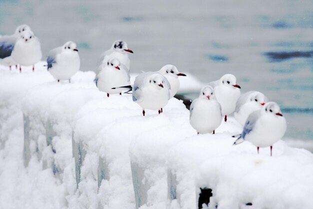 海に逆らう雪の上の鳥