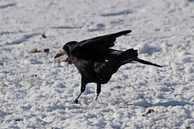雪に覆われた畑の鳥
