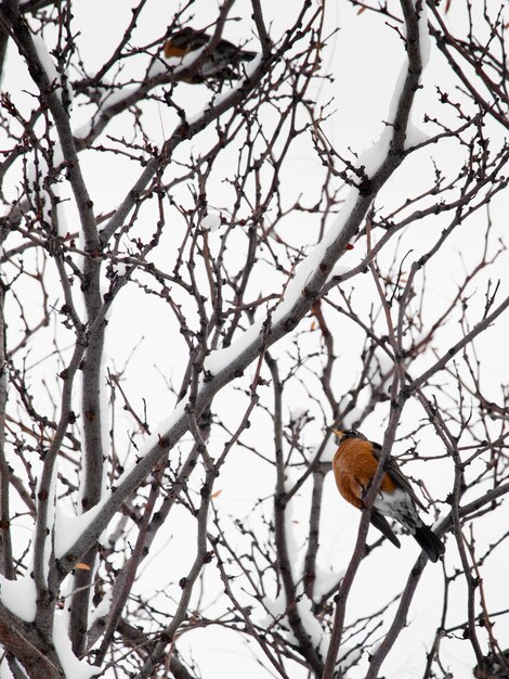 Foto uccelli in un albero di neve.