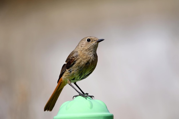 写真 鳥の羽毛の芽の森