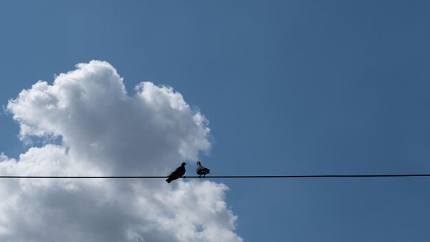 Birds standing on wire