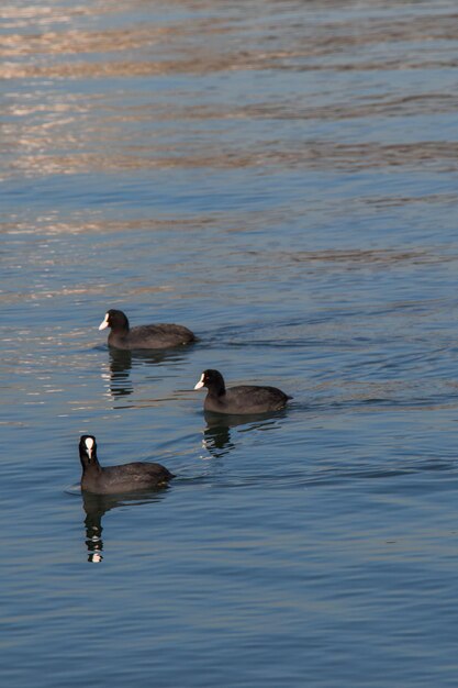 Birds swim calmly on the sea surface