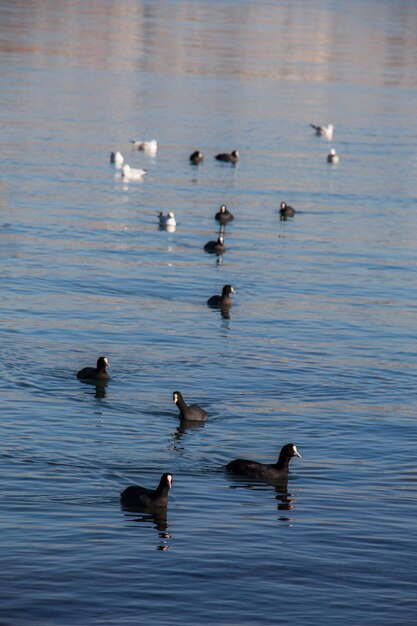 Birds swim calmly on the sea surface