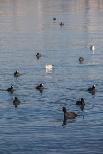 Birds swim calmly on the sea surface