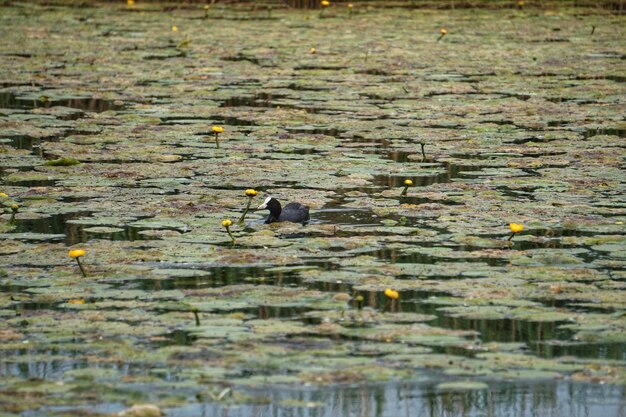 写真 湖で泳ぐ鳥