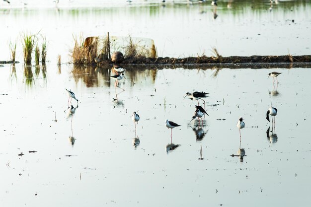 写真 湖で泳ぐ鳥たち