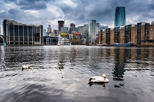 Photo birds swimming in lake against buildings in city