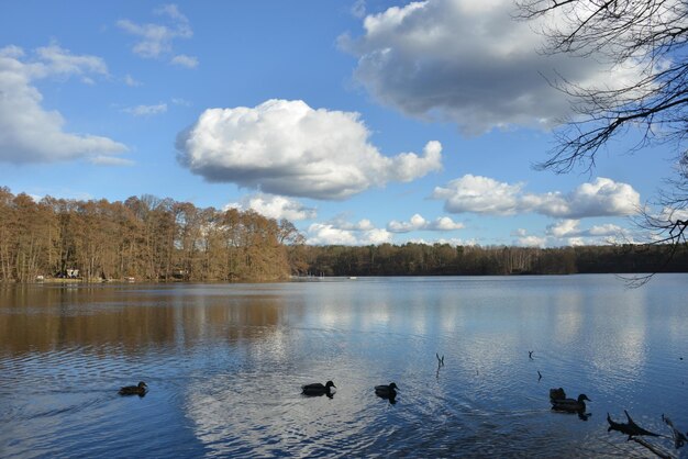 Birds swimming in lake against sky