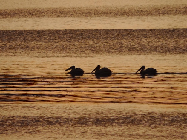 Photo birds swimming in lake during sunset