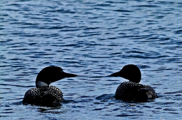 Photo birds swimming in lake