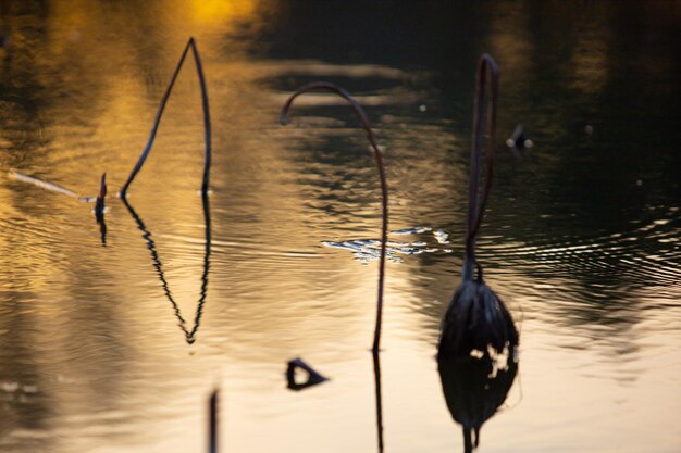 Birds swimming in lake