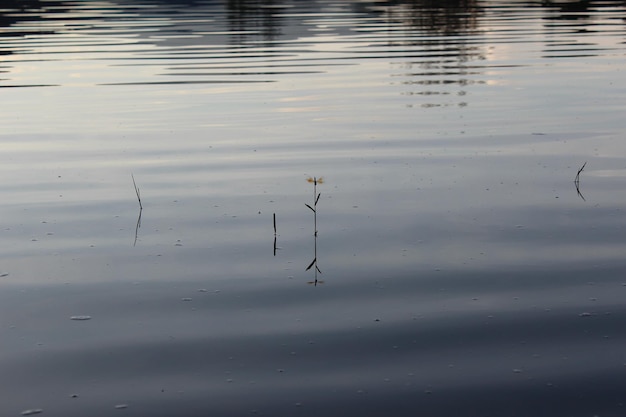 Photo birds swimming in lake