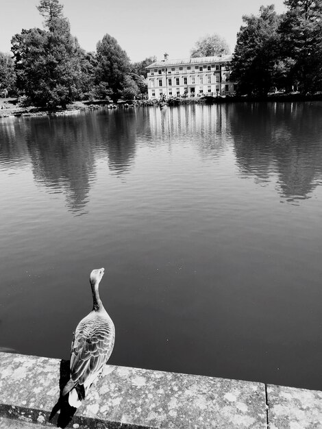 Birds swimming in lake