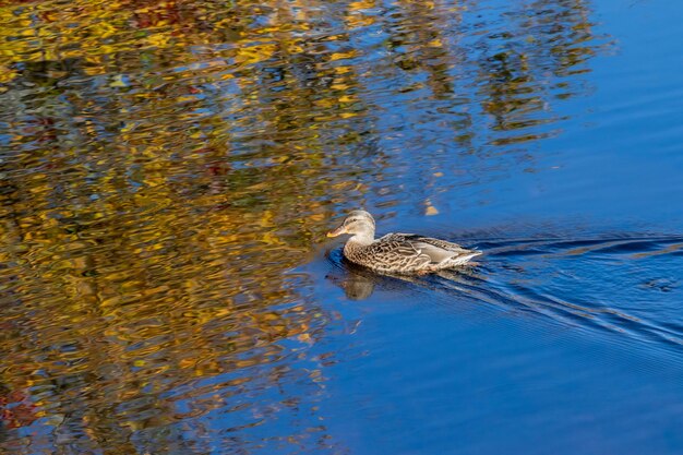 Birds swimming in lake