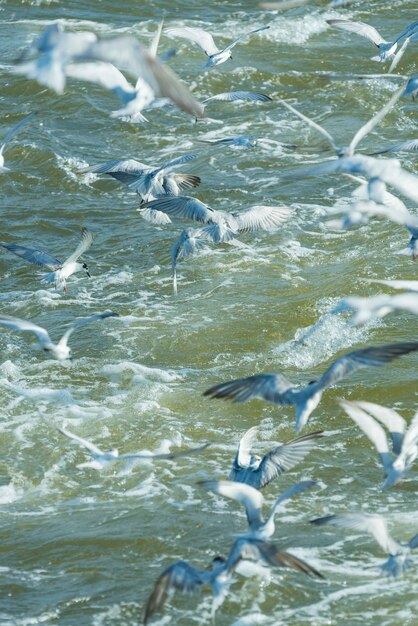 Birds swimming in lake