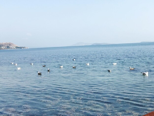 Birds swimming in sea against sky