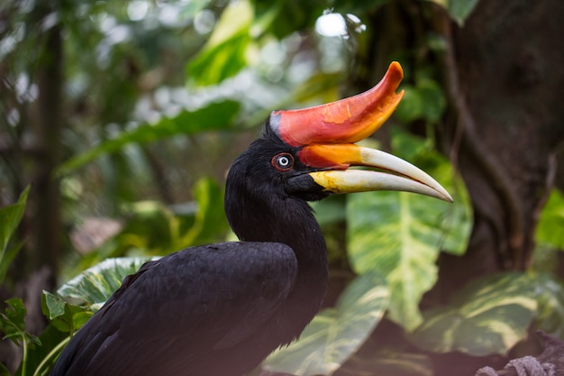 Birds that are exhibited in the zoo