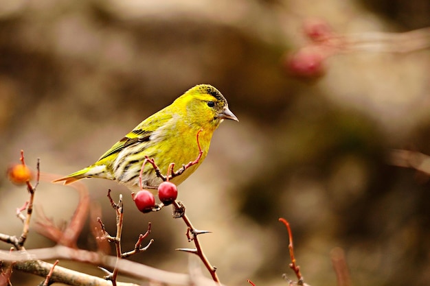 自然環境とその環境にいる鳥。