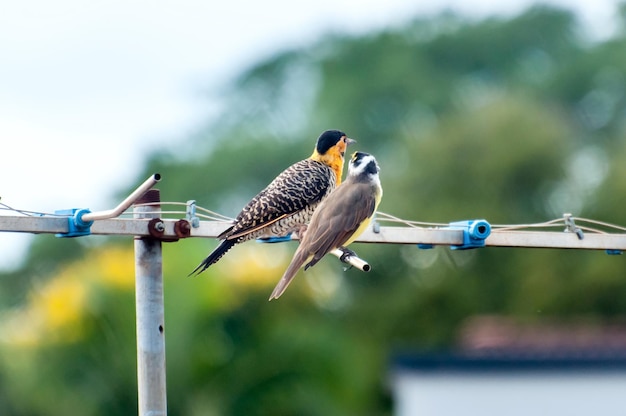 空中のカンポフリッカーとグレートキスカディーの上にいる鳥