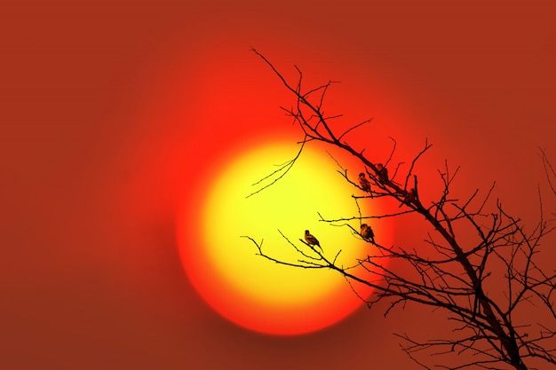 Foto uccelli al ramo di un albero con il tramonto.