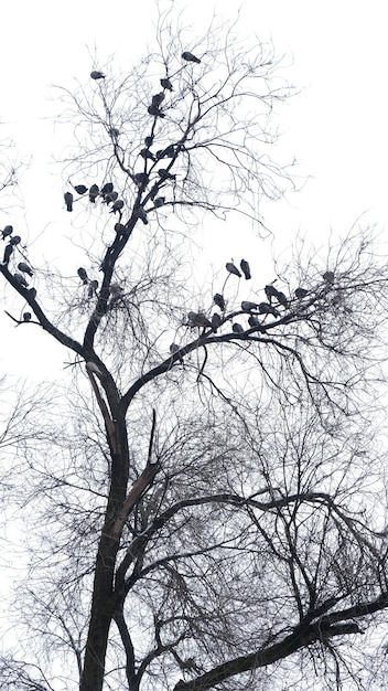 birds on the tree branches