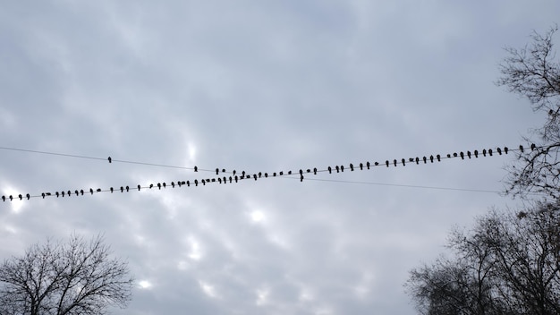 Photo birds on the tree branches